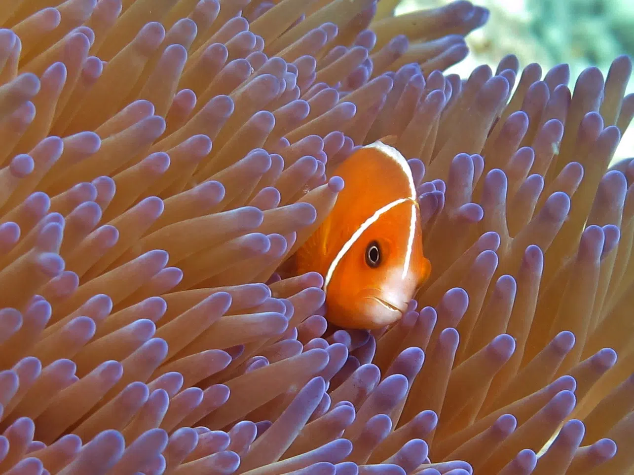 IMG 3307 Jean Rereve