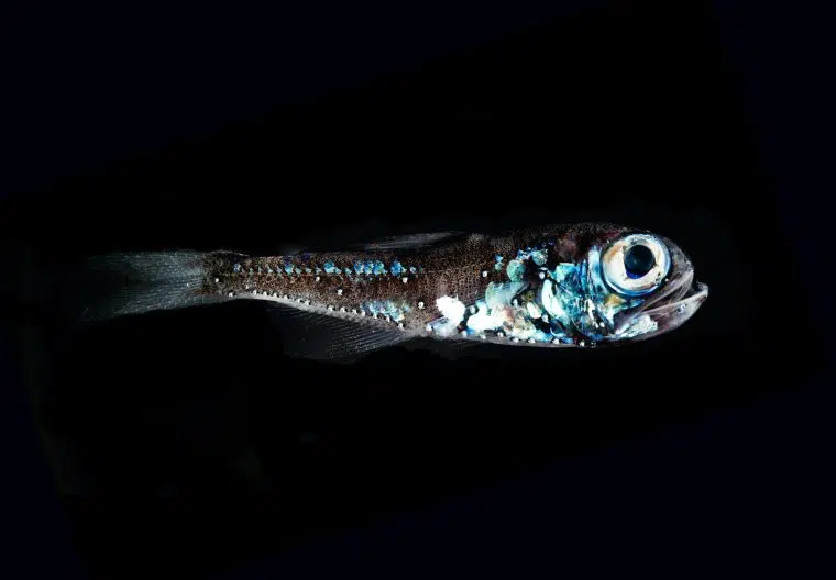 noe Plankton Chronicles Series Deep Sea Lantern fish For more photos and video visit   http www.planktonchronicles.org  scaled 1