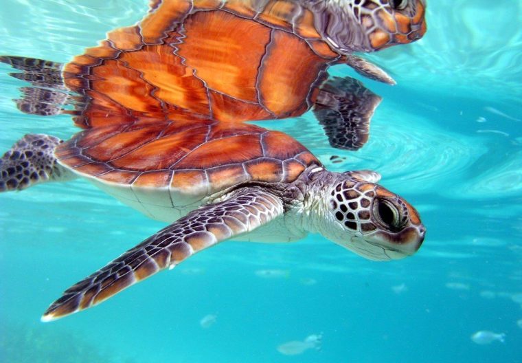 TORTUES MARINES reduit