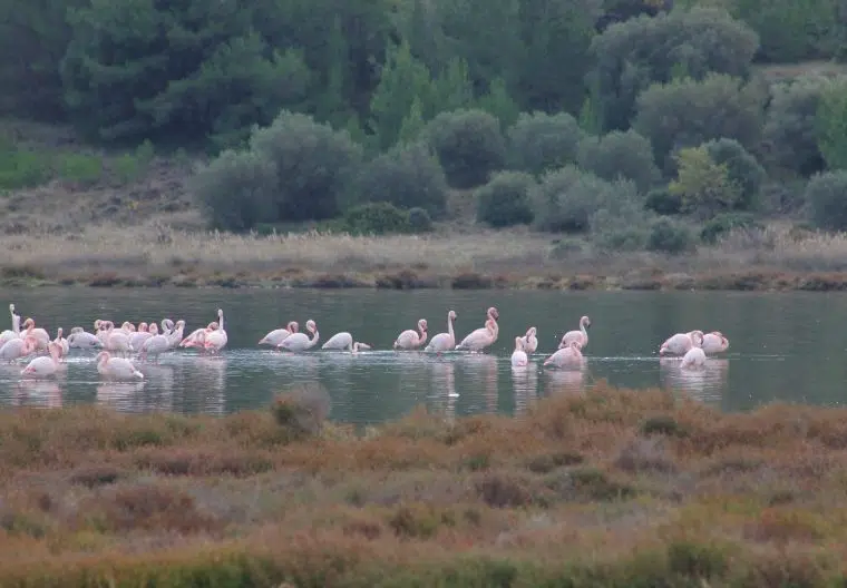flamants light
