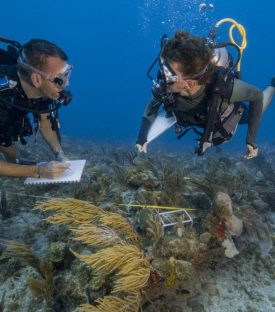 Etat des lieux sous marin par Franck Roncuzzi et Julien Chalifour de l'AFB