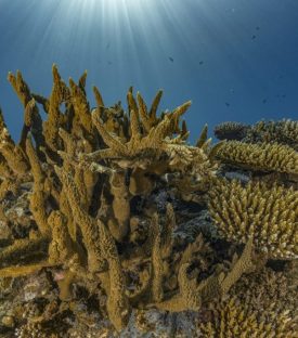 Coraux en parfaite santé dans les eaux de Mayotte