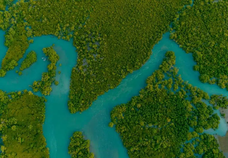mangroves