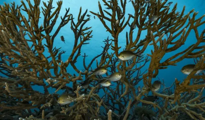Des demoiselles dans un corail Acropora
