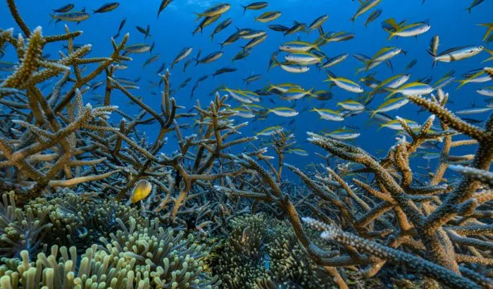 Coraux Acropora sp. et poissons clown