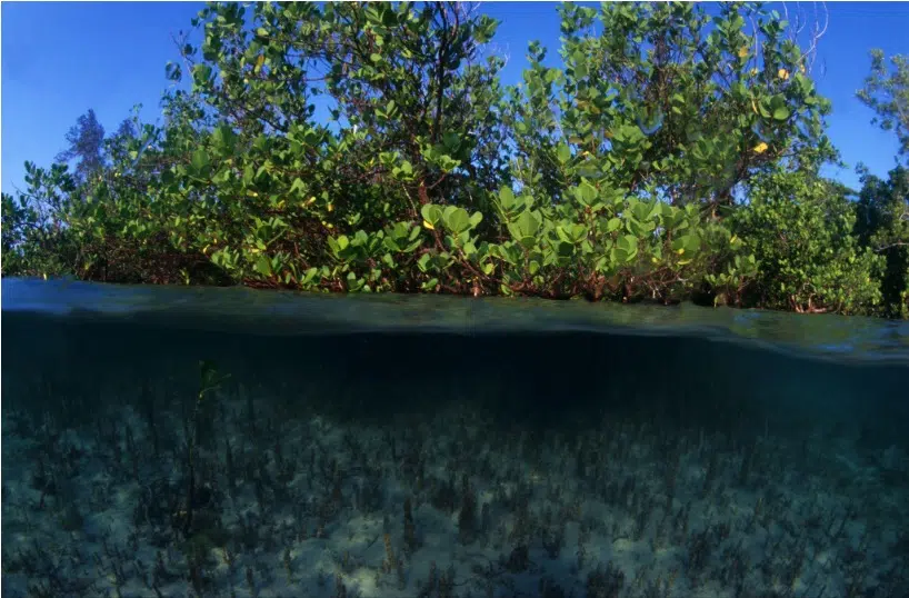 MANGROVES- Alexis Rosenfeld