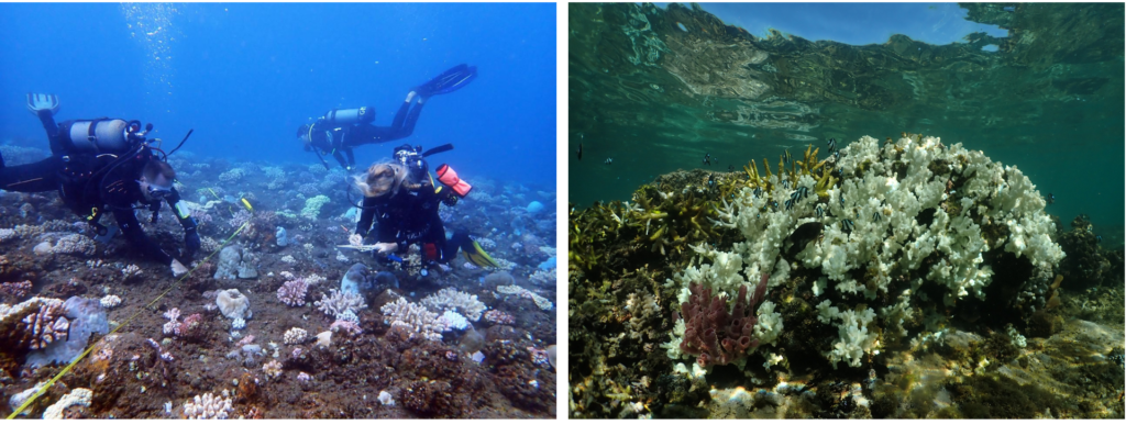 Reef check2