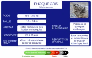 phoque gris