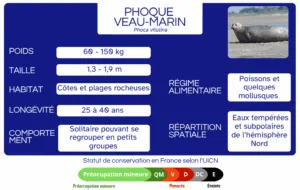 phoque veau marin
