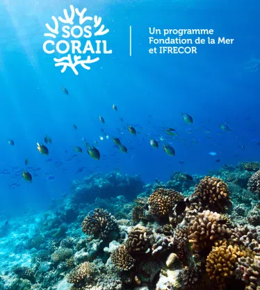 Vignettes programme 374x417