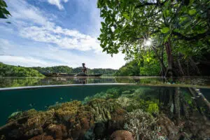 Mangroves