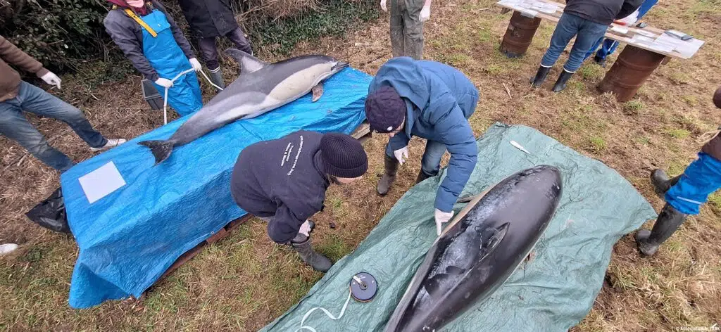 ©️ AL LARK - Opération de sauvetage de 13 dauphins dont 6 nouveaux-nés, échoués dans les parc à huîtres de Cancale