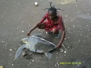 renatura tortue