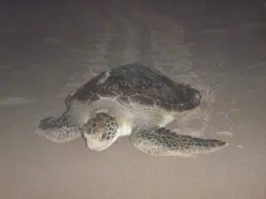 renatura tortue