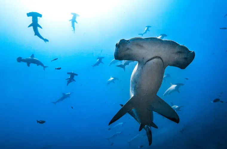 OceanImageBank_MasayukiAgawa_1