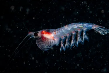 Krill
