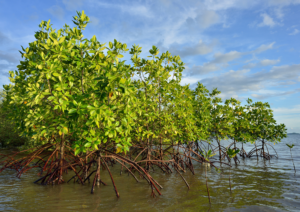 Mangroves
