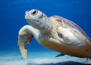 Tortue blessée (possible collision avec un navire ou capture accidentelle)