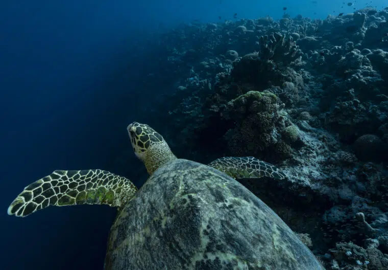 Tortue imbriquée des eaux de Tubbataha (Philippines) ©️ Alexis Rosenfeld