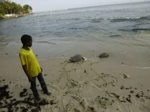 Retour à la mer de deux tortues vertes juvéniles dans la Baie de Loango ©️ Renatura