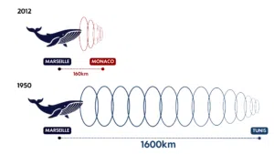 Infographies Vitesse Bleue (1)