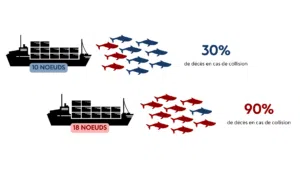 Infographies Vitesse Bleue