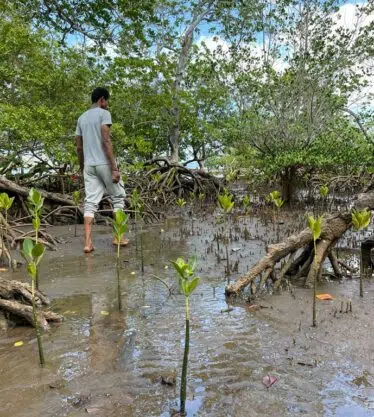 Mayotte plantation au milieu du peuplement (regarnis)