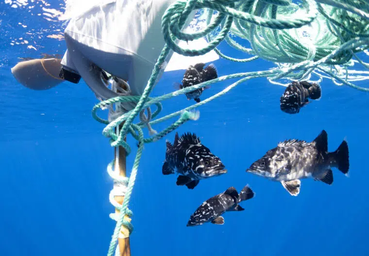 OceanImageBank ©️VincentKneefel